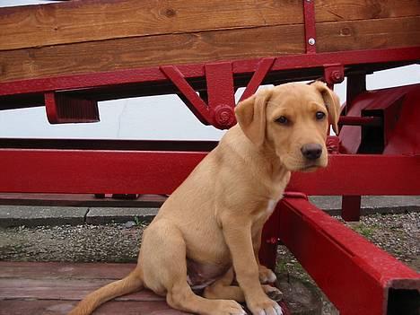 Labrador retriever Lady - flyt dig lige....    jeg kan ikke se for dig billede 5