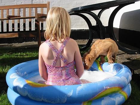 Labrador retriever Lady - altså nu kommer jeg Julie  billede 9