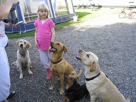 Labrador retriever Lady - her er mine tre hundevenner... det er mig i midten ved siden af Julie billede 10