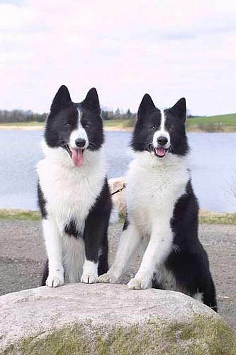 Karelsk bjørnehund James og Bessi - jamesog Bessi ved Glumsø sø billede 1