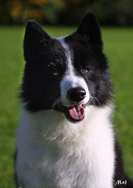 Karelsk bjørnehund James og Bessi - James billede 2