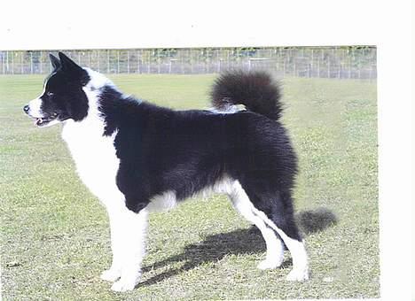 Karelsk bjørnehund James og Bessi - james billede 3