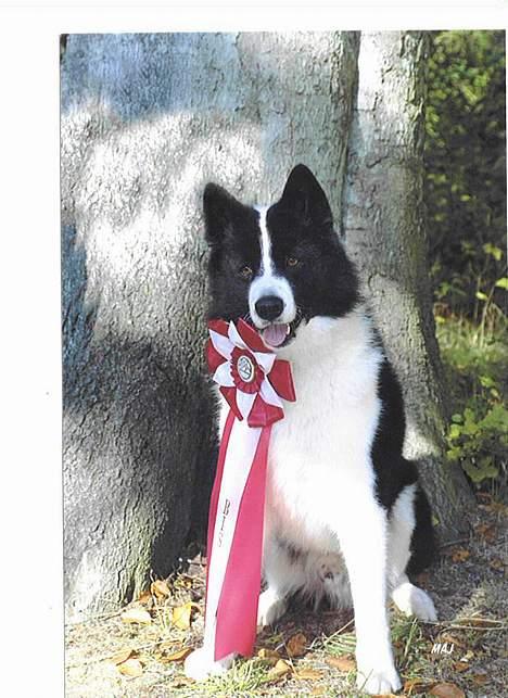 Karelsk bjørnehund James og Bessi - James blev Best inn Show på Spidshundeklubbens udstilling billede 4