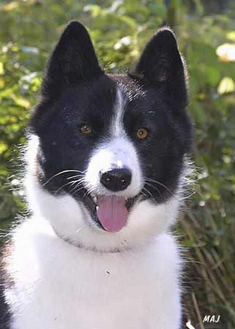 Karelsk bjørnehund James og Bessi - Bessi billede 5