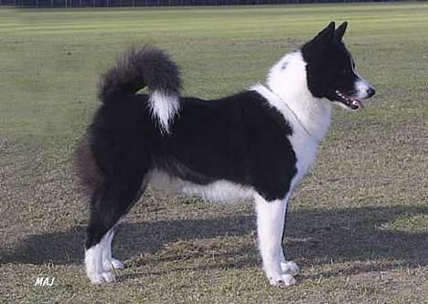 Karelsk bjørnehund James og Bessi - Bessi billede 6