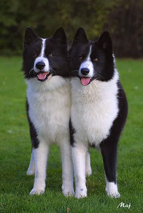 Karelsk bjørnehund James og Bessi - James og Bessi i parklasse billede 7
