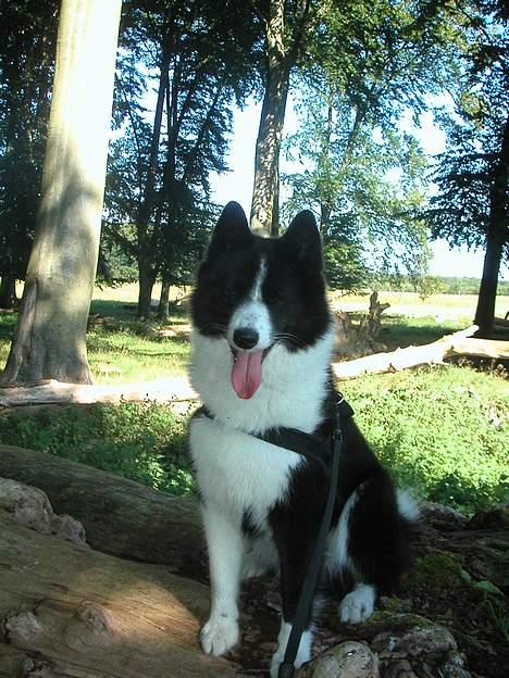 Karelsk bjørnehund James og Bessi - Bessi i Dyrehaven billede 8