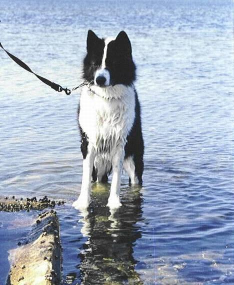 Karelsk bjørnehund James og Bessi - James på stranden billede 9
