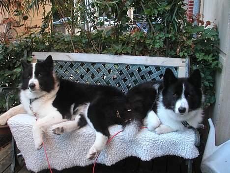 Karelsk bjørnehund James og Bessi - Bessi og James billede 10