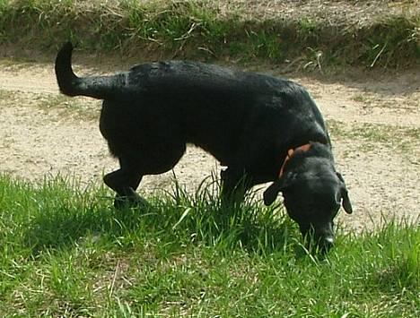 Labrador retriever Jolly (Sussi) - Titte bøøøøeH  billede 1