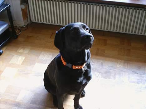Labrador retriever Jolly (Sussi) - Se hvor sød jeg er ;) billede 2