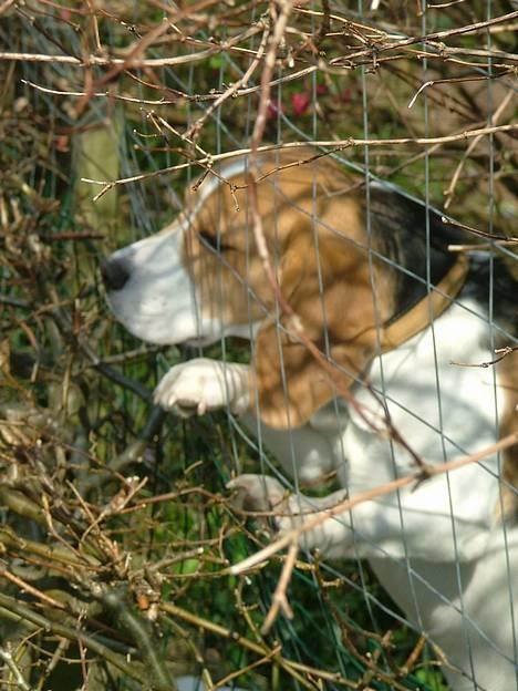 Labrador retriever Jolly (Sussi) - Ham her: Zidané er ret vild med Jollypiigen billede 4