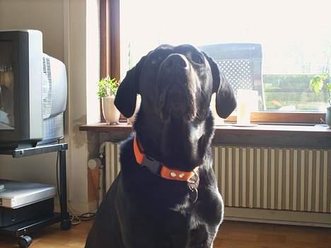 Labrador retriever Jolly (Sussi) - Vuf billede 6