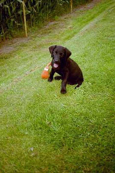 Labrador retriever Jolly (Sussi) - Her er hun som bette <"33 billede 8