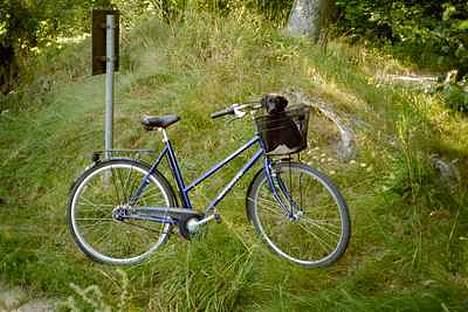 Labrador retriever Jolly (Sussi) - Klar til cykel-tur :D billede 9