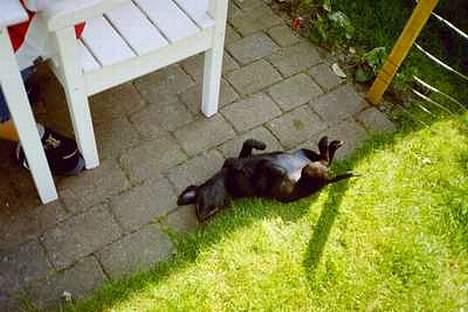 Labrador retriever Jolly (Sussi) - Klø mig nu  billede 10