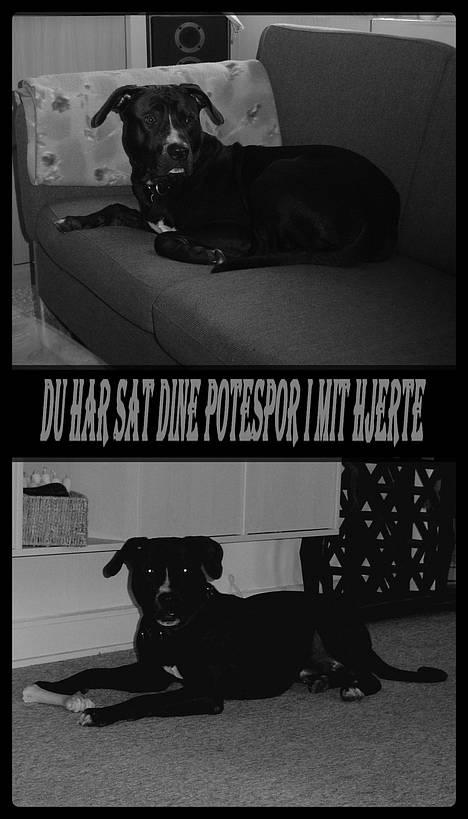 Amerikansk staffordshire terrier Buzz  *Hvil i fred* - Min dejlige Buzz billede 1