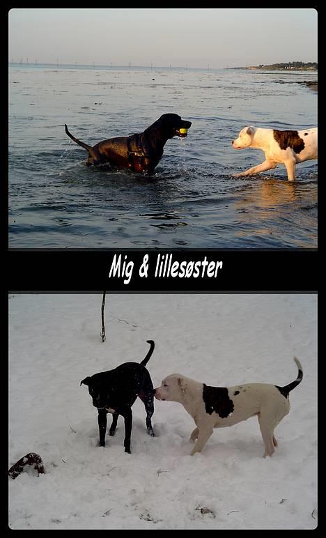 Amerikansk staffordshire terrier Buzz  *Hvil i fred* - Familie idyl :o) billede 2