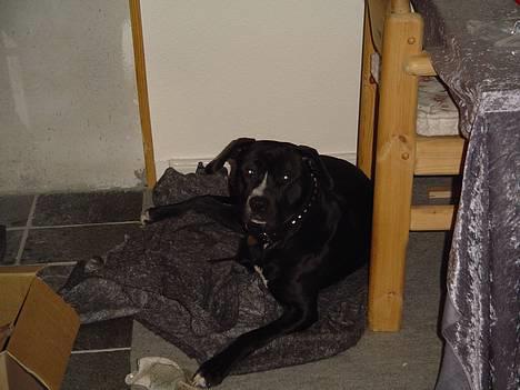 Amerikansk staffordshire terrier Buzz  *Hvil i fred* - buzz og hans elskede brændeovn.... billede 3