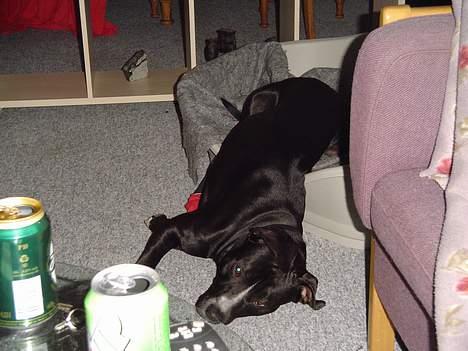 Amerikansk staffordshire terrier Buzz  *Hvil i fred* - Så ligger vi lige lidt, UD OVER DET HELE billede 4