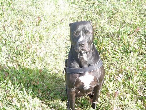 Amerikansk staffordshire terrier Buzz  *Hvil i fred* - jeg vil ikke komme hen til dig!!! billede 5