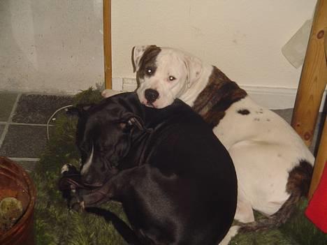 Amerikansk staffordshire terrier Buzz  *Hvil i fred* - Sidste billede der blev taget af Buzz og Nala sammen :´o( billede 6