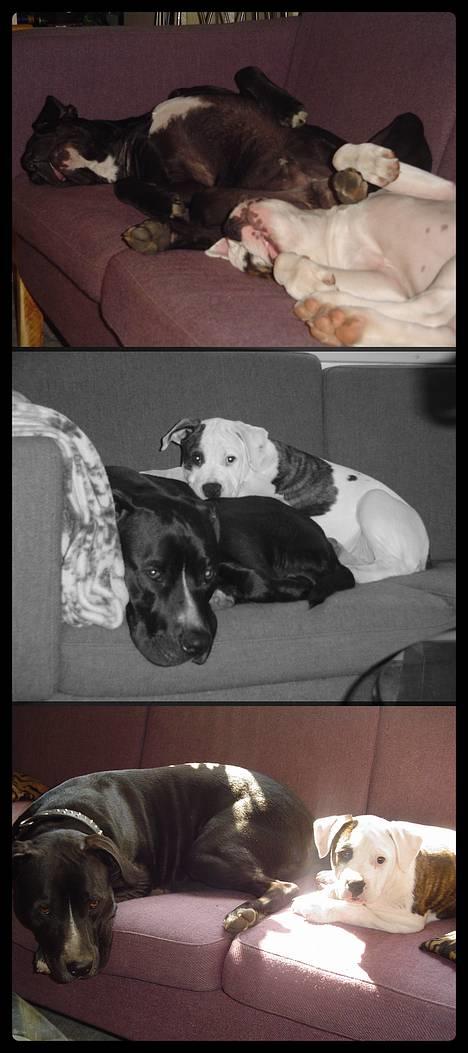 Amerikansk staffordshire terrier Buzz  *Hvil i fred* billede 7