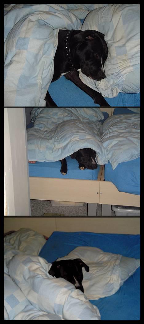 Amerikansk staffordshire terrier Buzz  *Hvil i fred* - næppe en A-hund.... billede 8