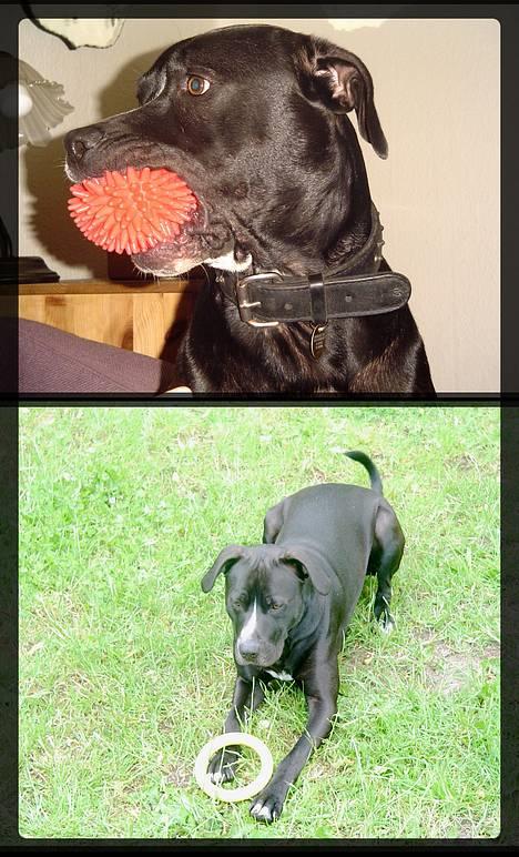 Amerikansk staffordshire terrier Buzz  *Hvil i fred* - Buzz og hans bedste legetøj billede 9