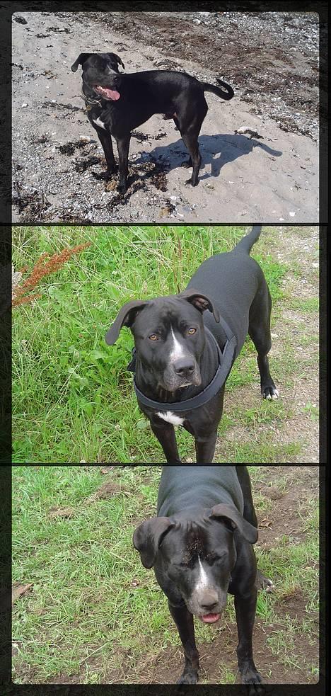 Amerikansk staffordshire terrier Buzz  *Hvil i fred* billede 10