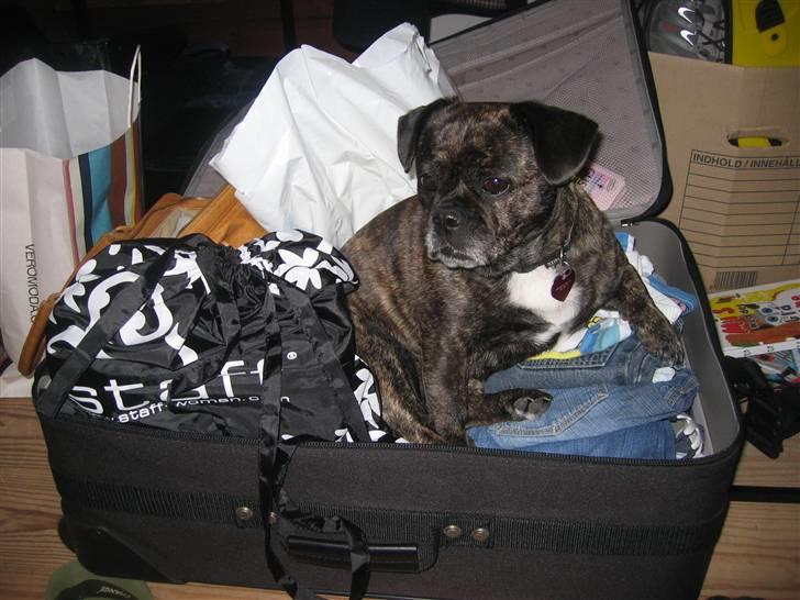 Blanding af racer Luna (R.I.P aflivet 17/1-17) billede 6