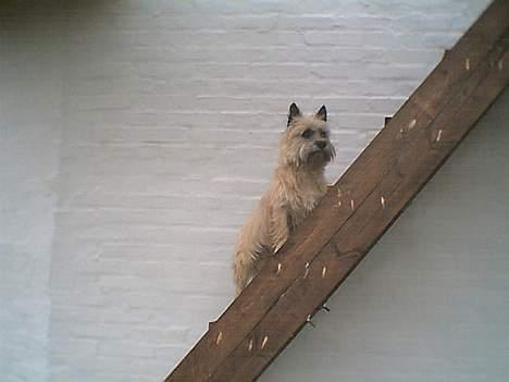 Cairn terrier Bølle - Her ser man da godt fra.. billede 7