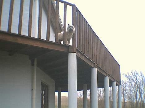 Cairn terrier Bølle billede 8