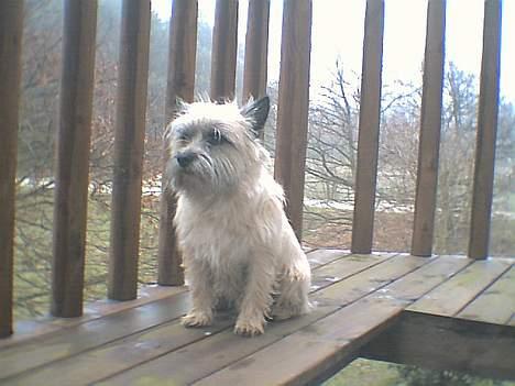 Cairn terrier Bølle billede 9