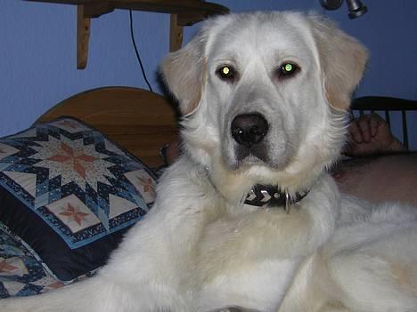 Golden retriever Viktor - Her er vi ude og gå tur! billede 1