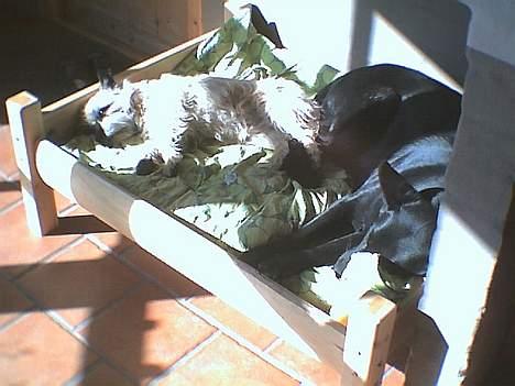 Cairn terrier Bølle - Det er dejligt at ligge og slappe lidt af.. billede 10