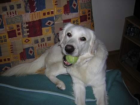 Golden retriever Viktor - Viktor leger med sin bold! billede 2