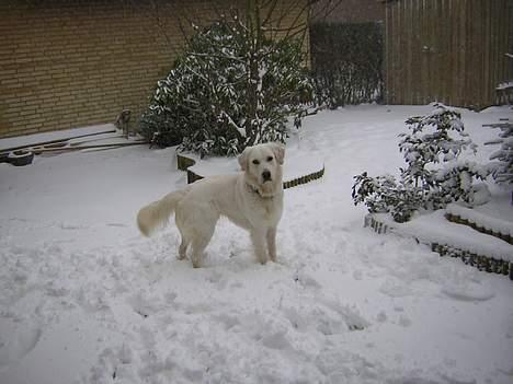 Golden retriever Viktor - Viktor elsker at lege ude i sneen. billede 3