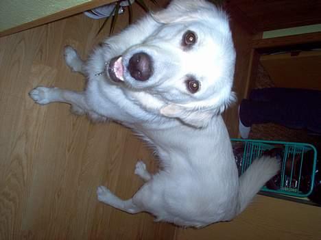 Golden retriever Viktor - Se mig! :) billede 4