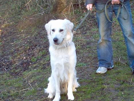 Golden retriever Viktor - Se, jeg kan godt sidde pænt! billede 5
