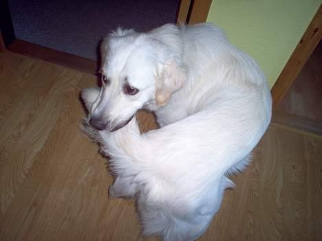 Golden retriever Viktor - Viktor er stadig kun en hvalp! billede 6