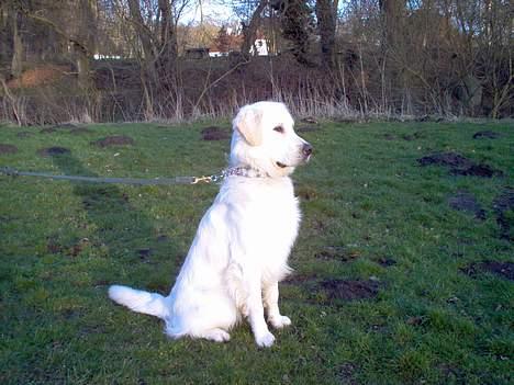 Golden retriever Viktor billede 7