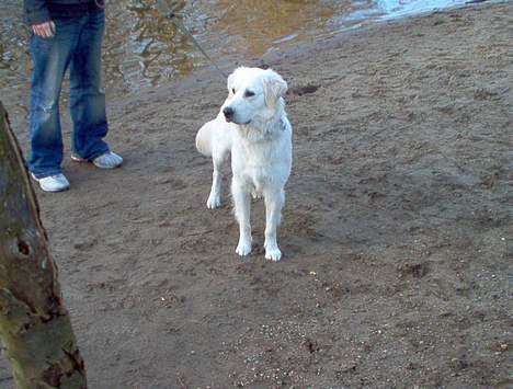 Golden retriever Viktor billede 8