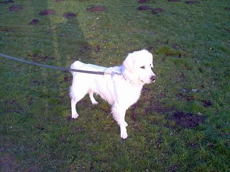 Golden retriever Viktor billede 9