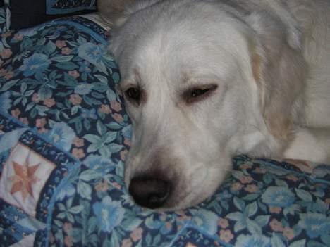 Golden retriever Viktor - Godnat og sov godt! billede 10