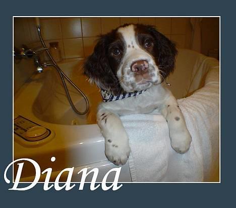 Field Trial spaniel Diana  billede 1