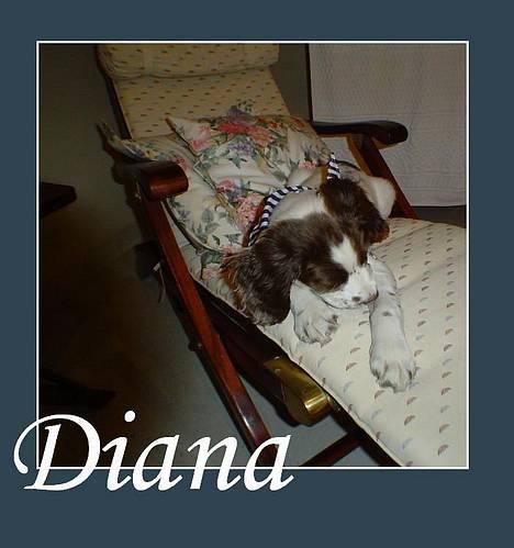 Field Trial spaniel Diana  billede 2