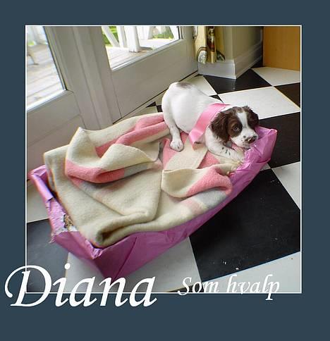 Field Trial spaniel Diana  billede 3