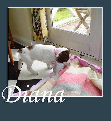 Field Trial spaniel Diana  billede 4