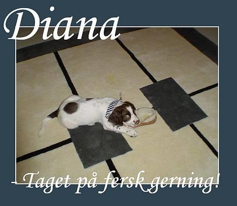 Field Trial spaniel Diana  billede 5